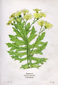 Step Gallery: Senecio Jacobaea or Ragwort