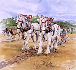 Rural Collection: Shire horse team during Ploughing Match