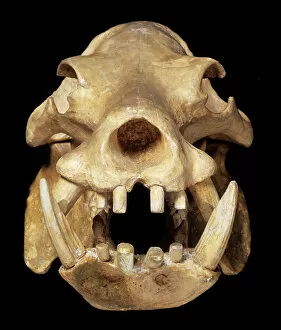 Reconstruction Gallery: Skull of a pigmy hippo