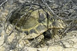 Overnight Collection: Steppe Tortoise - emerges from an overnight shelter