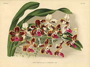 Brussels Collection: Tenebrosa variety of Vanda tricolor hybrid orchid