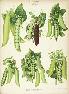 Brussels Collection: Varieties of pea (Pisum sativum) - second