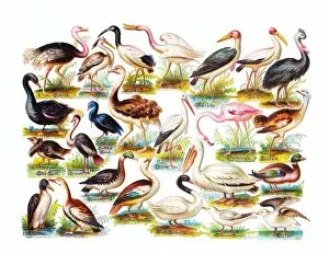Flamingo Gallery: Various birds on a sheet of Victorian scraps