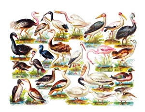 Flamingo Gallery: Various birds on a sheet of Victorian scraps
