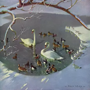 Pond Collection: Winter Circle by Vernon Ward
