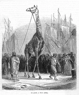 Egypt Gallery: Zarafa the Giraffe / 1826