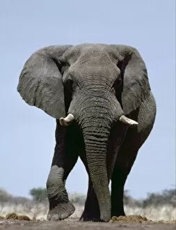 Elephant Collection: African Bull Elephant