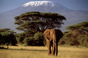 Elephant Collection: African Elephant