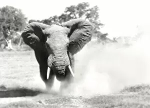Adults Collection: African Elephant - bull displaying aggressive behaviour when in musk - Chief's Island