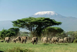 Elephant Collection: African Elephants - With Mount Kilimanjaro in background Amboseli National Park, Kenya, Africa