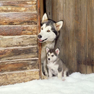 Door Collection: Alaskan Malamute Dog - adult with puppy at log cabin door
