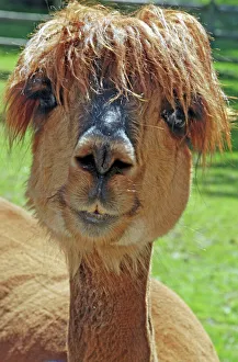 Facing Gallery: Alpaca