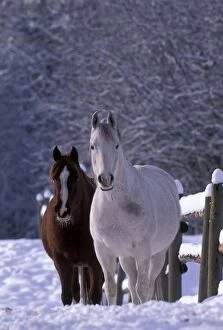 Arabian Horses -2 purebred mares at winter pasture in snow