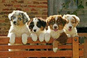 Fences Collection: Australian Sheep Dogs - Puppies looking over fence