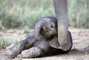 Elephant Collection: Baby Elephant Kenya