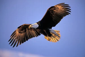 Freedom Collection: Bald Eagle - in flight. Early morning light. BE5371
