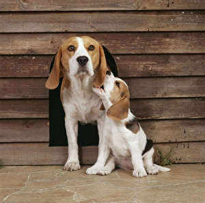 English sales beagle puppies