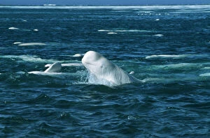 Swimming Gallery: Beluga / White WHALE