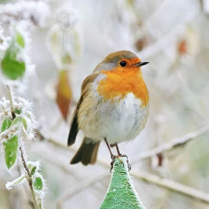Fences Collection: Bird - Robin in frosty setting