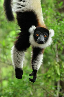 Facing Gallery: Black-and-white Ruffed Lemur - hanging upside down