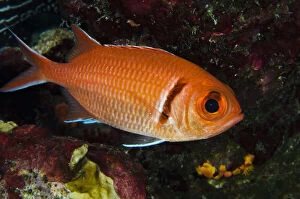 Bonaire Gallery: Blackbar Soldierfish (Myripristis jacobus)