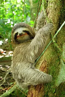 Brown-throated Three-toed Sloth wearing a Christmas hat