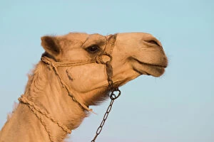 Egypt Collection: Camel - Egypt