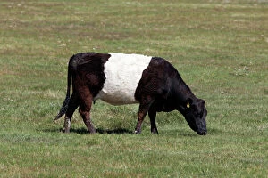 Dutch Gallery: Cattle - Belted Galloway / Dutch Belted