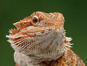 Dragon Collection: Central / Inland / Yellow-headed Bearded Dragon - Australia