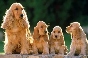 Mature cocker hot sale spaniels for sale