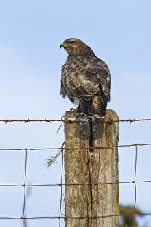 Fences Collection: Common Buzzard - on fence post - West Wales 11544