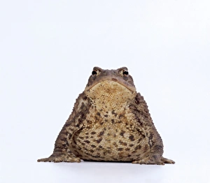 Facing Gallery: COMMON TOAD - studio
