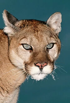 Facing Gallery: Cougar / Mountain Lion / Puma - close-up of face