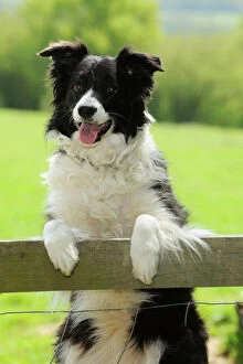 Fences Collection: DOG. Border collie looking over fence