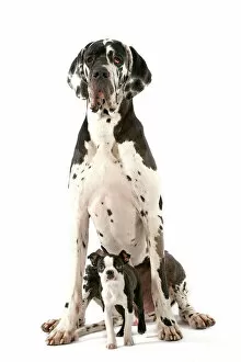 Adults Collection: Dog - Boston Terrier - with Great Dane