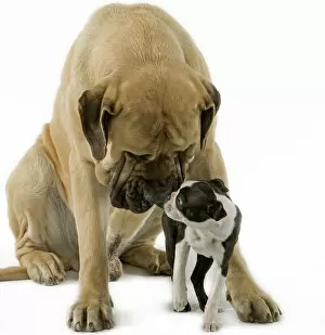 Adults Collection: Dog - Boston Terrier - with Mastiff Dog