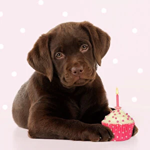 Cake Collection: DOG - Chocolate Labrador puppy laying down with cup cake Digital Manipulation