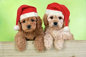 Fences Collection: Dog. Cockerpoo puppies (7 weeks old) looking over fence wearing Christmas hats