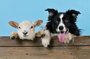 Fences Collection: DOG & LAMB. Border collie and cross breed lamb looking over old barn door best friends