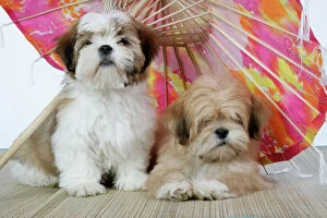 Umbrella Collection: DOG - Lhasa Apso (right) & Shih Tzu puppies lying under a parasol