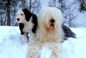 DOG - Old English Sheepdog with puppy in snow