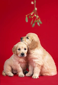 So Many Golden Retriever Puppies! (CUTE COMPILATION) - Puppy Love on Make a  GIF