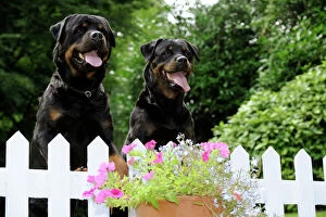 Fences Collection: Dog - Rottweilers looking over fence