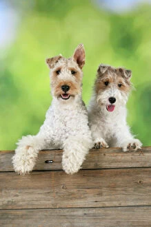 Fences Collection: Dog. Wire Fox Terriers looking over wooden fence