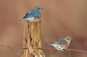 Fences Collection: Eastern Bluebird - male and female in winter. Connecticut in January. USA