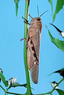 Egypt Collection: Egyptian Locust - adult