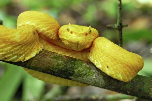 CalPhotos: Atheris chlorechis; West African Leaf Viper