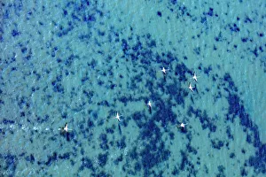 Flamingo Gallery: Flamingos flying at the Aegean coast, Turkey