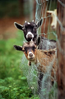 Fences Collection: Goats - two with heads stuck though net fence