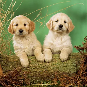 So Many Golden Retriever Puppies! (CUTE COMPILATION) - Puppy Love on Make a  GIF